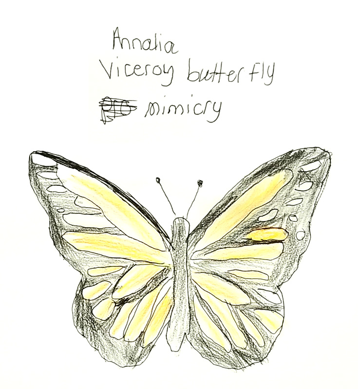 17-SPROUTINGS-ANNALIA-Viceroy-Butterfly