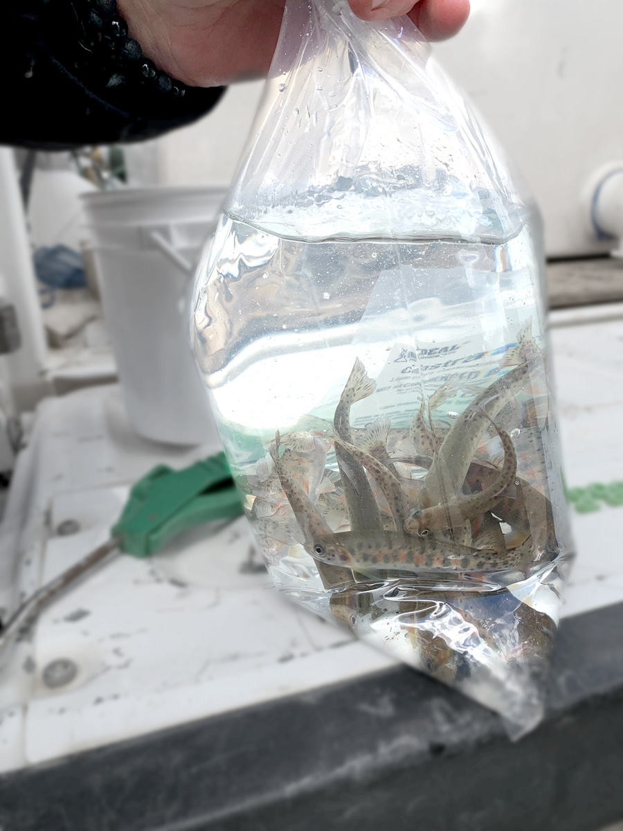 Trout Unlimited Hosts Western Waters Film Night Questa News