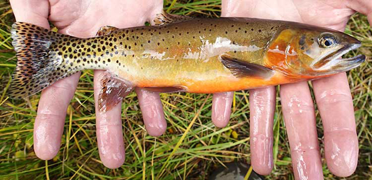 30-Year River Project Aims To SaveRio Grande Cutthroat Trout - Questa News